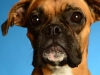 Boxer007