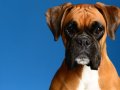 Boxer001