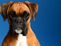 Boxer002