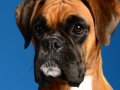 Boxer003