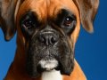 Boxer004