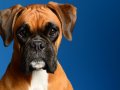 Boxer005