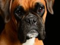 Boxer006