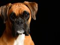 Boxer007