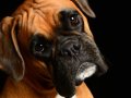 Boxer008