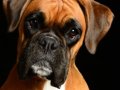 Boxer009