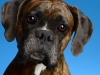 Boxers001