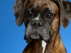Boxers004