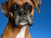 Boxers009