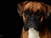 Boxers001