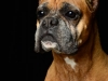 Boxers002