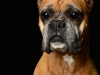 Boxers003