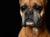 Boxers004