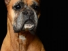 Boxers005