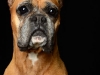 Boxers006