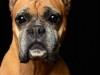 Boxers007