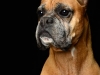 Boxers008