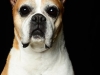 Boxers009