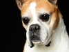 Boxers012