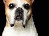 Boxers013