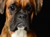 Boxers014