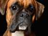 Boxers015