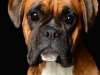 Boxers016