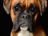 Boxers017
