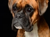 Boxers018