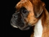 Boxers019