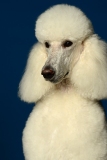 Mozzardt002
