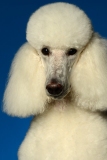 Mozzardt003
