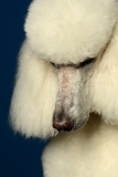 Mozzardt007
