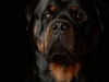 branko004