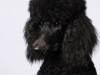 Briscoe001