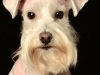Brooki006