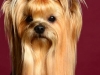 Bugsy001