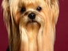 Bugsy002