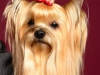 Bugsy003