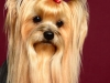 Bugsy004