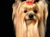 Bugsy007