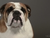 Bulldog001