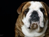 Bulldogs004