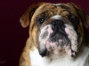 Bulldogs010