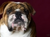 Bulldogs011