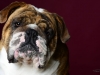 Bulldogs012