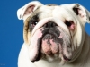 Bulldogs005