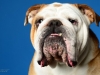 Bulldogs011