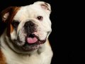 Bulldogs001
