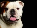 Bulldogs002